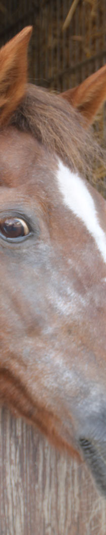 Pferd